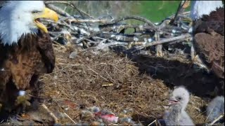 Fort St Vrain Eagles~Food Fest-Rabbit & Two Fishes-FSV49 & FSV50 Nap by the Rails_4/22/24 by chickiedee64 807 views 2 weeks ago 13 minutes, 44 seconds