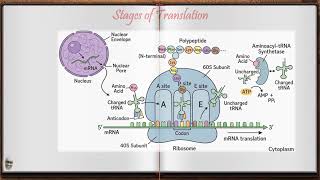 Protein Synthesis 2: Translation