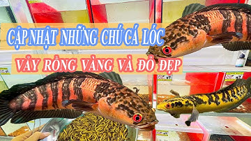CẬP NHẬT NHỮNG DÒNG CÁ LÓC VẢY RỒNG VÀNG VÀ ĐỎ ĐẸP ĐÃ THUẦN  DỄ NUÔI #chana  #calocvayrong