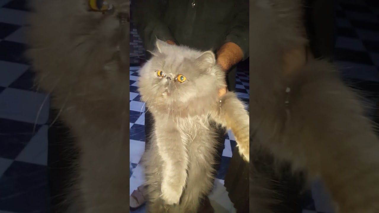 extreme punch face male cat