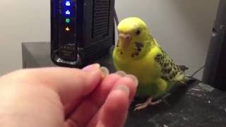 Rejected by Sunshine the Parakeet