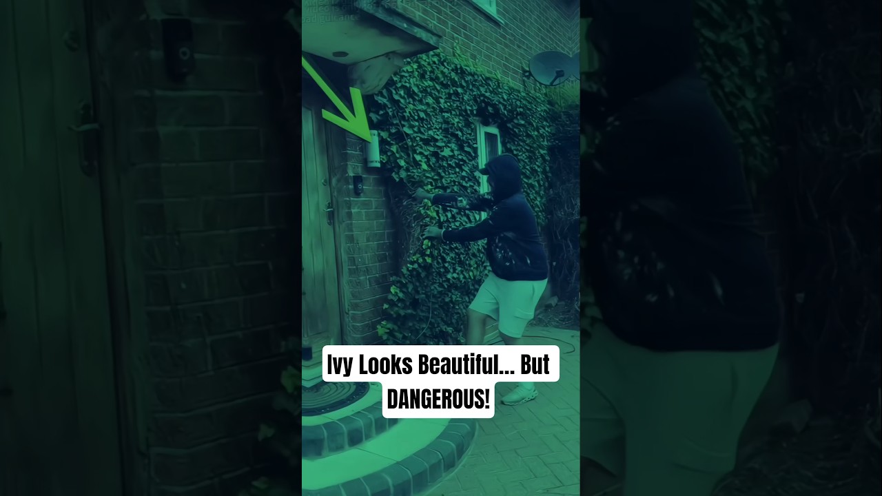 Ivy Removal SHOCK: Why It’s So Costly & Dangerous! 🌿
