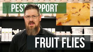 Where do Fruit Flies Come From? | Pest Support