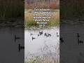 Turn up Volume! The American Coot, Noxubee National Wildlife Refuge Mississippi (pt 2) #travel #wild