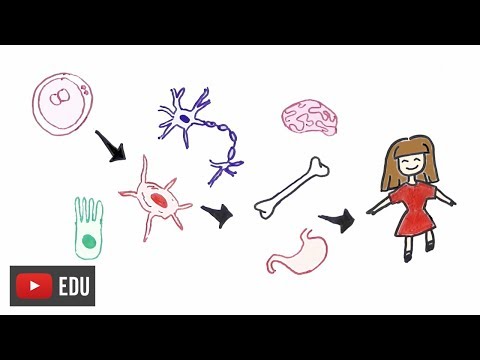 Vídeo: Papel Das Vesículas Extracelulares Portadoras De RNA Na Diferenciação E Reprogramação Celular