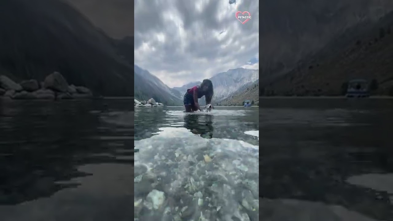 Cute dog swims and paddles like a pro || PETASTIC 🐾