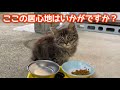 食欲旺盛な子猫と夜も子猫を見守っていたサビちゃん
