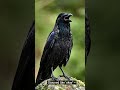 Did This Raven Just Say OKAY? 😳🐦 #birds #birdsong #forestwhispers