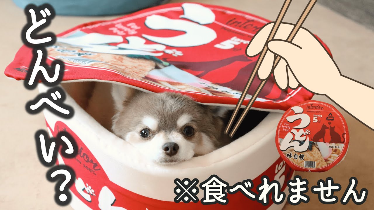 どんべい犬 きつねうどん チワワうどんの出来上がり Youtube
