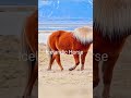 Celandic Horse آئس لینڈ کا شاندار گھوڑا IcelandicHorse BeautifulHorse Iceland گھوڑا HorseLovers Celandic Horse آئس لینڈ کا شاندار گھوڑا IcelandicHorse BeautifulHorse Iceland گھوڑا HorseLovers