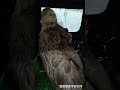 断翼手術を乗り切ったオジロワシ。ICUから一般入院ケージへ!