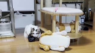 見失った友達をキョロキョロ探す猫「ここにおるはずやねんけど」