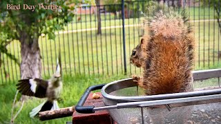 Wildlife Clash: Fox Squirrel vs Birds