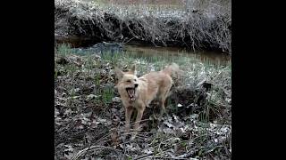 Coyote Trail Cam Compilation | Day &amp; Night Coyote Activity (April, New Hampshire)