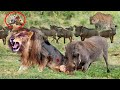 A Lion&#39;s unlucky hunt encounters a ferocious warthog - Leopard, Lion vs warthog