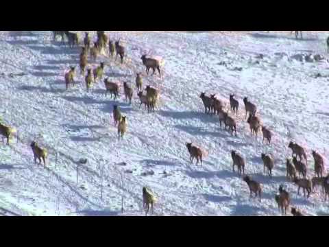 Elk Viewing/Snow Wheeling