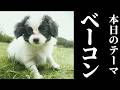 day13 Full ver. ベーコンと学ぶ鉛筆画の極意。【絵心教室DS】