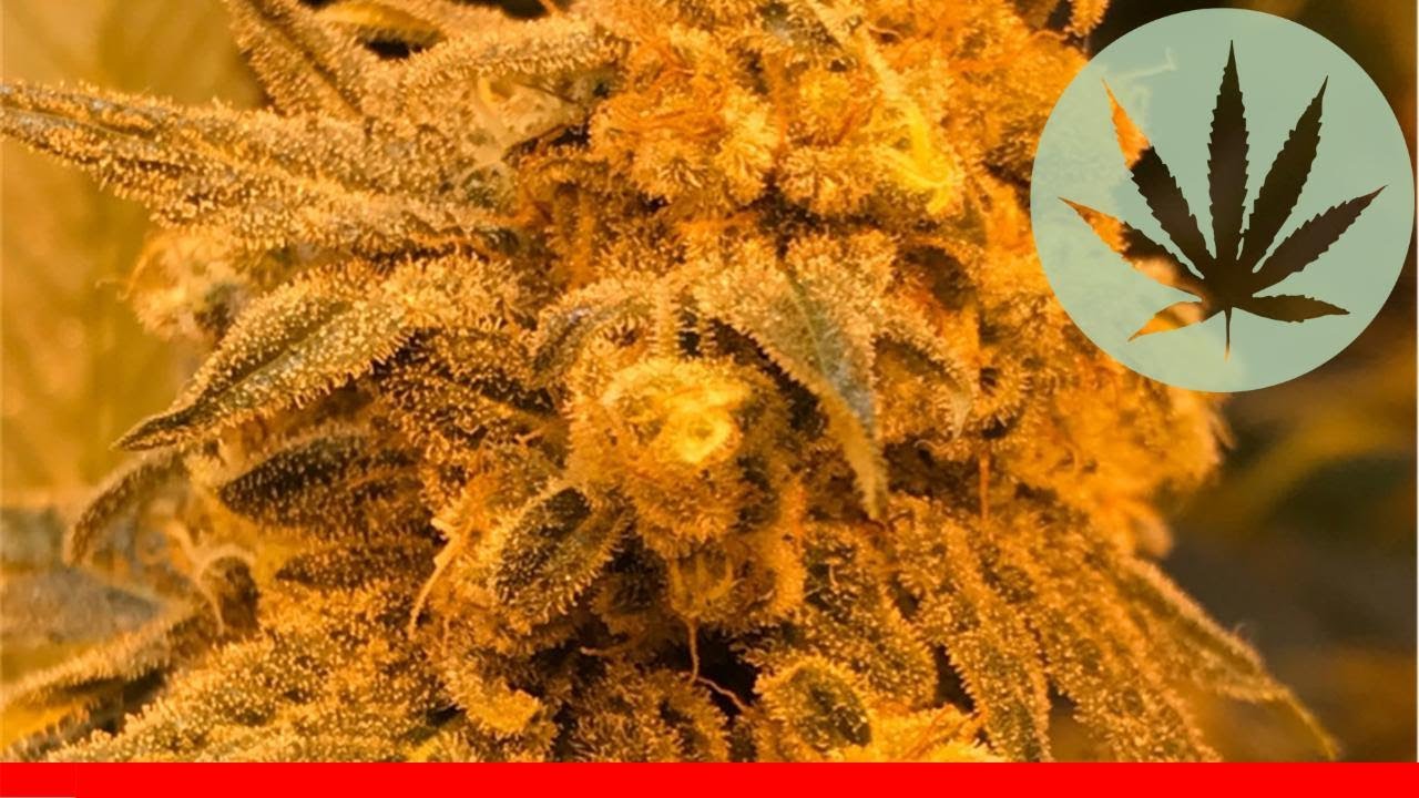 Critical 47 - All About This Strain