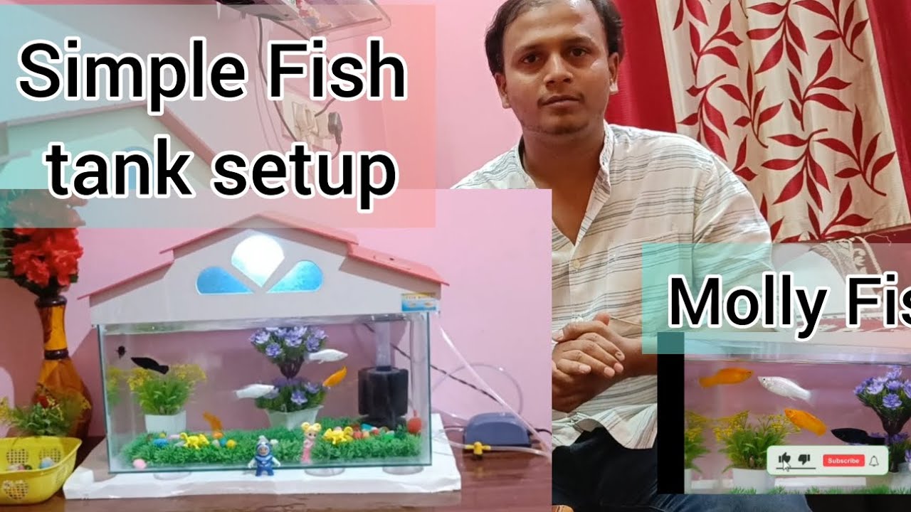 Fish tank setup Molly fish simple and cheap sponge filter for