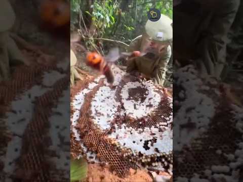 هكذا انتهى عش الدبابير في ثوان  حيوانات ترند معلومات نحل هل تعلم  ثقافة
