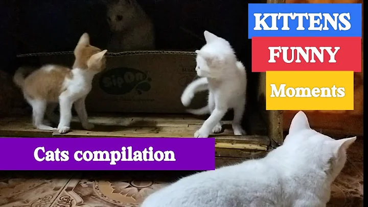 Watch the video about Kittens funny moments | Cats compilation #funnycatvideos #youtubevideo #nanisdays
