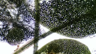 Microscope Lounge: Silent Observation Mix (5h 45m)