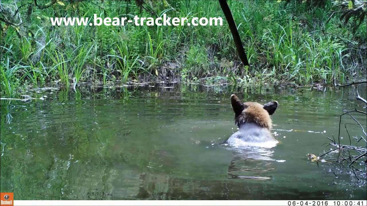 Swimming Bear