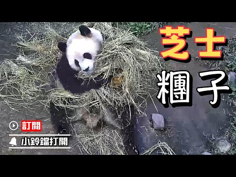 《熊貓早晚安》大熊貓+稻草=限定版芝士糰子 | iPanda熊貓頻道