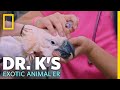 A Cockatoo With Diet Issues | Dr. K's Exotic Animal ER