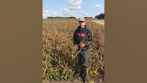 Frost damage to soybeans