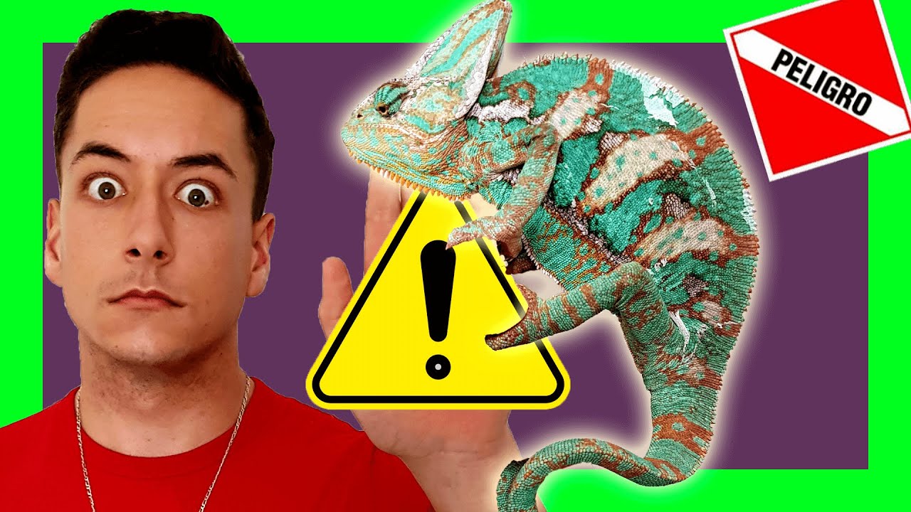 🔴 Las 3 cosas que DEBES SABER antes de TENER 1 CAMALEÓN ✅  ( camaleones )