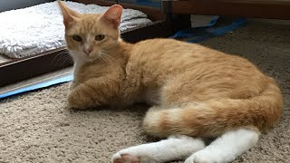 Happy Gotcha Month Jasper Feat My Kitty, Written By Viktor Nyics, And Sung By Emergency Mouse