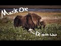 How Musk Ox Survived the Ice Age