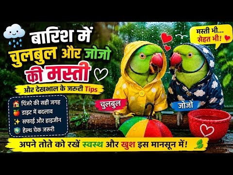 बारिश में तोतों की देखभाल कैसे करें? | चुलबुल और जोजो की मस्ती + Monsoon Parrot Care Tips 🦜🌧️
