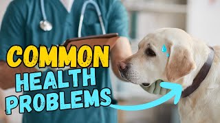 5 Most Common Health Issues in Labradors by Labrador Care 1,037 views 3 months ago 2 minutes, 3 seconds
