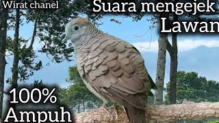 SUARA MENGEJEK❗ PANCINGAN PERKUTUT PALING AMPUH. 
