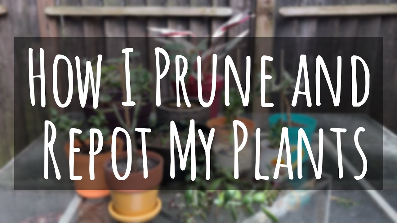How I Prune and Repot my Jade Plants YouTube