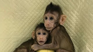 Identical monkeys born through true cloning