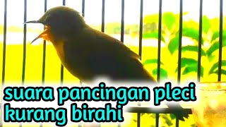 suara pancingan pleci kurang birahi agar pleci buka paruh dengan cepat.