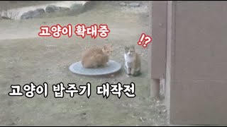귀여운 고양이 밥주기