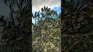 Jerusalem breathes—olive trees watch, light fades, history lingers #aesthetic #jerusalem #viral #fyp