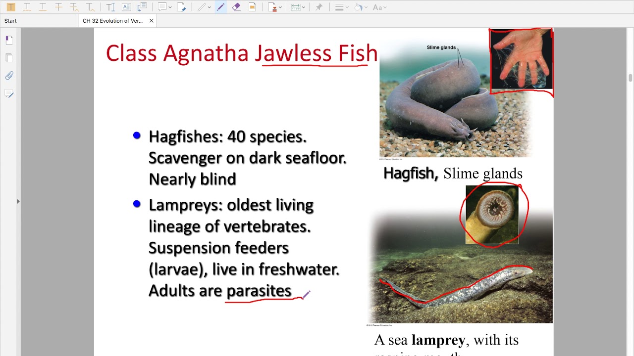 Ch 32 Animals Chordates & Vertebrates - YouTube
