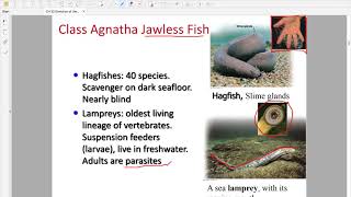 Ch 32 Animals Chordates & Vertebrates