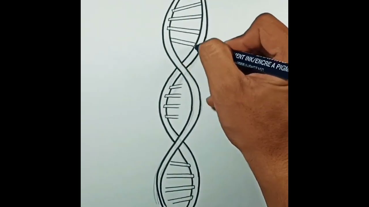 How to draw DNA 