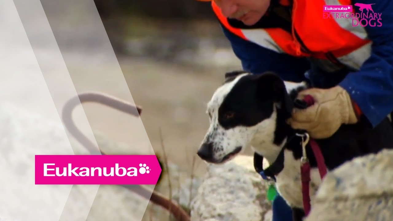 The New Zealand Search and Rescue Dogs Part 1 Extraordinary Dogs