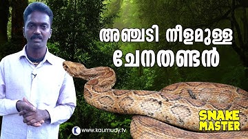 Wow! Vava Suresh rescues 5 feet long Russell’s Viper | Snakemaster | Latest Episode