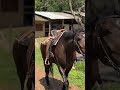 Que belo dia para um passeio 🐎 #horse #cowboy #cavalo #agro #vaqueiro #country
