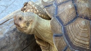 «Горячая линия». Волонтеры нашли нарушения в содержании животных в зоопарке Анапы «Горячая линия». Волонтеры нашли нарушения в содержании животных в зоопарке Анапы