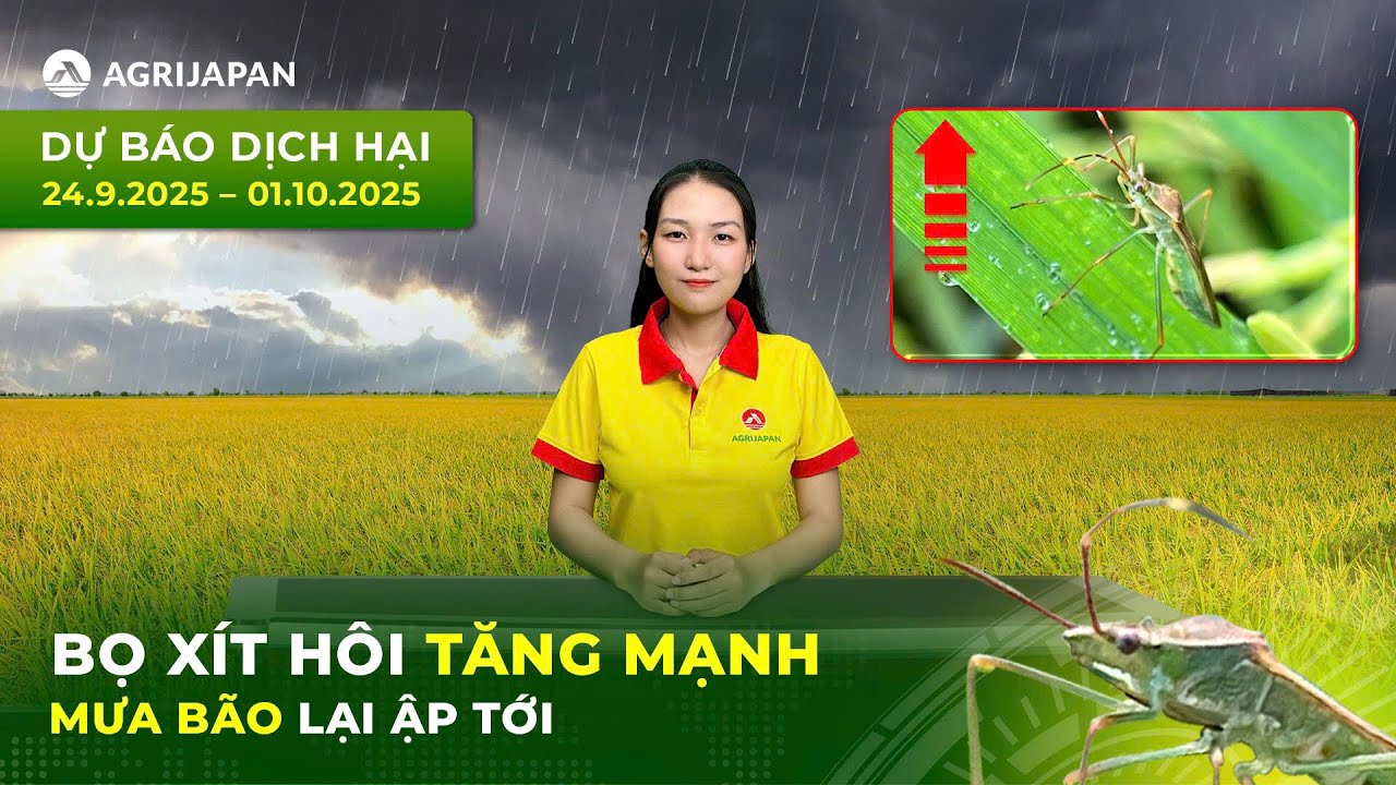 Bản Tin Dự Báo Dịch Hại | Bọ Xít Hôi Tăng Mạnh - Mưa Bão Lại Ập Tới