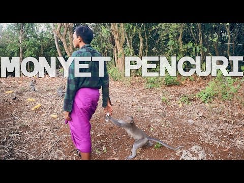Monyet Tukang Curi - Monkey Forest
